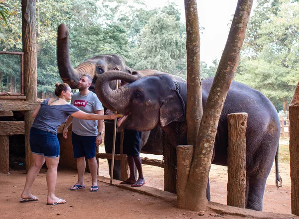 Dame nourrissant les éléphants orphelins — Photo