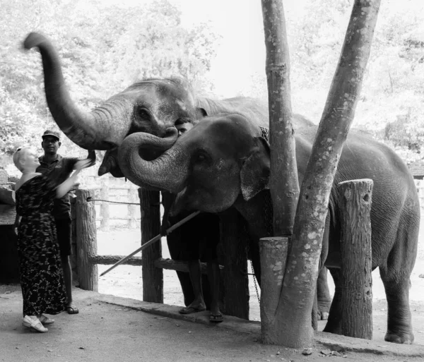 Senhora alimentando os elefantes órfãos — Fotografia de Stock