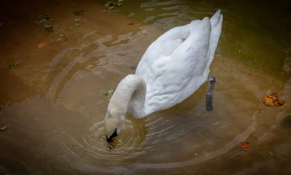 Cisne Branco à procura de comida no Zoológico Aberto de Pinnawala — Fotografia de Stock