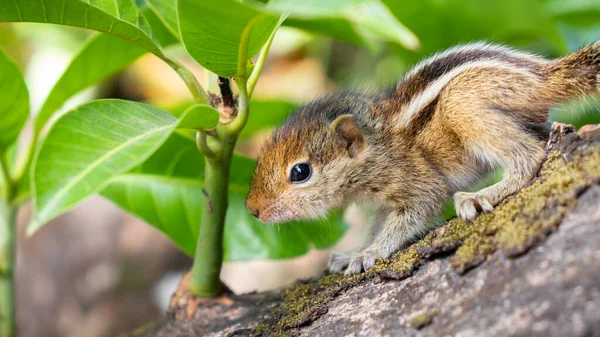 Pequeno Esquilo Bebê Com Fome Com Medo — Fotografia de Stock