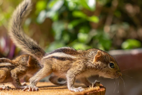 Piccoli Scoiattoli Affamati Che Badano Alla Loro Madre — Foto Stock