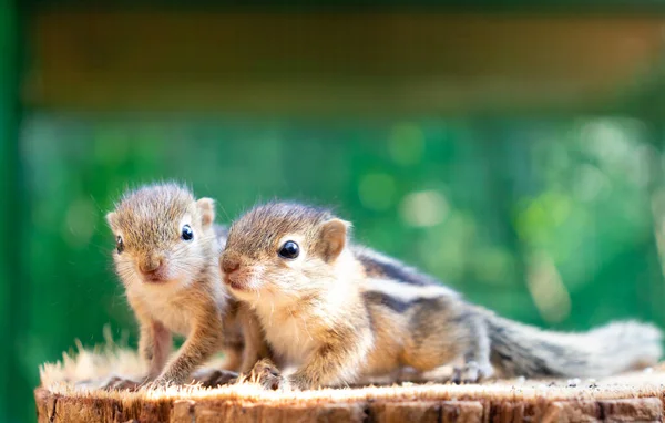 Carino Piccoli Scoiattoli Affamati Baby Guardando Fuori Loro Madre — Foto Stock