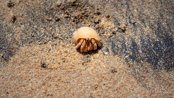 Cangrejo Ermitaño Una Playa Arena Galle — Foto de Stock