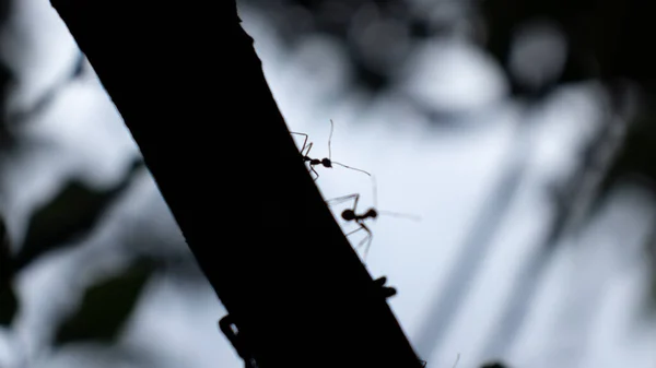 Mrówki Sylwetka Ciemnym Pnia Drzewa Zbliżenie — Zdjęcie stockowe