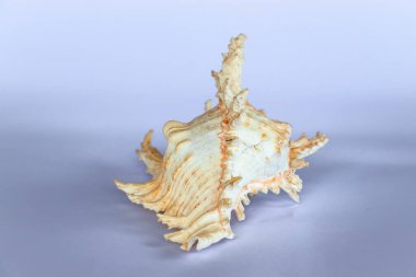 Tarafsız bir arkaplanda Ramose Murex Kabuğu geri görünümü