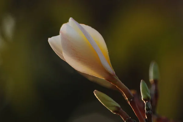 Brotes Plumeria Blanca Con Fondo Borroso — Foto de Stock