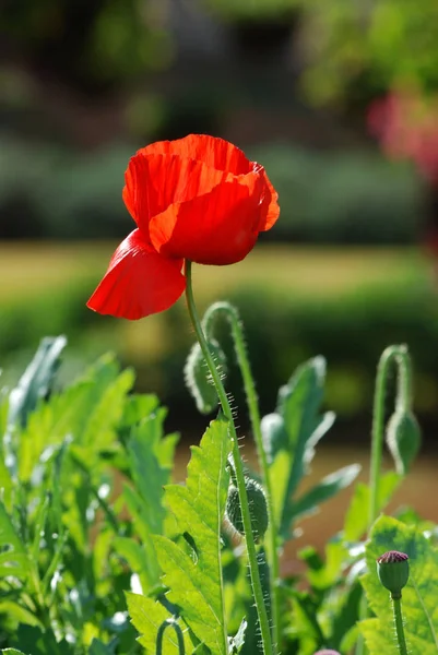 緑色の葉を持つオピウムポピーの花 — ストック写真