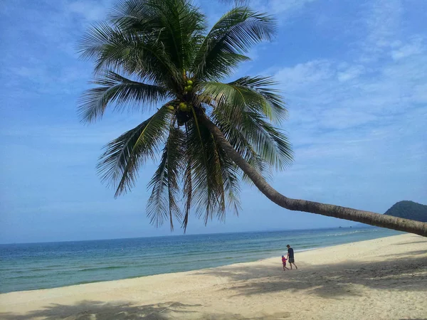 Кокосовое Дерево Пляже Голубым Небом — стоковое фото
