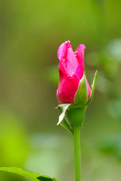 Красная Роза Саду Зеленым Размытым Фоном — стоковое фото