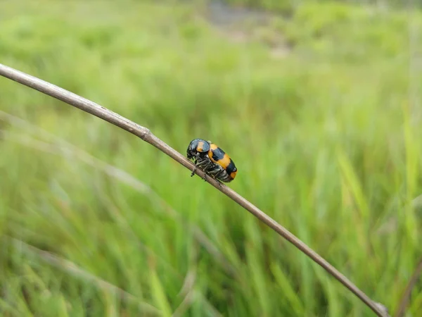 Coccinella Sul Ramo Erba Secca Con Sfondo Verde Sfocato Erba — Foto Stock