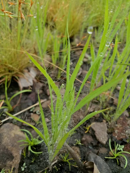 Der Tautropfen Auf Den Grasblättern Morgen — Stockfoto