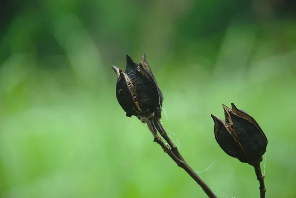 Flor Seca Com Fundo Embaçado — Fotografia de Stock