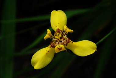 Bulanık arkaplanı olan sarı-kahverengi orkide.