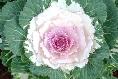 Süslü lahanaların ortasında pembe vardır. Sonraki beyaz ve kış mevsiminde yeşil yapraklar..