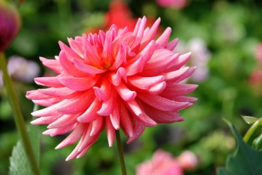 Bulanık yeşil yapraklı yıldız çiçeği.