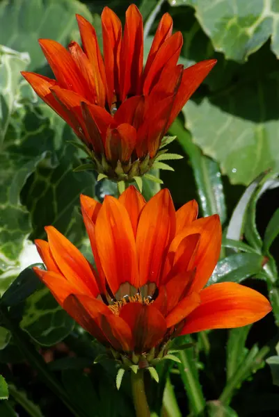 Orange Flowers Green Leaves Background — Stock Photo, Image