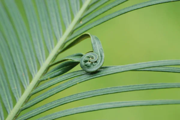 Palm leaves with leaves rolling in a circle.