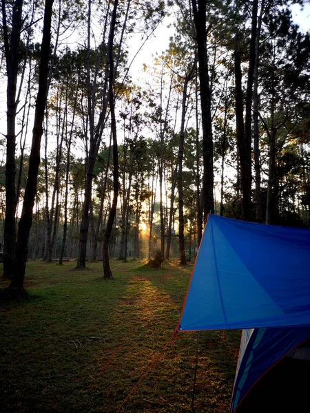 Niebieski Namiot Sosnowym Lesie Porannym Słońcem Świecącym Przez Sosny Parku — Zdjęcie stockowe