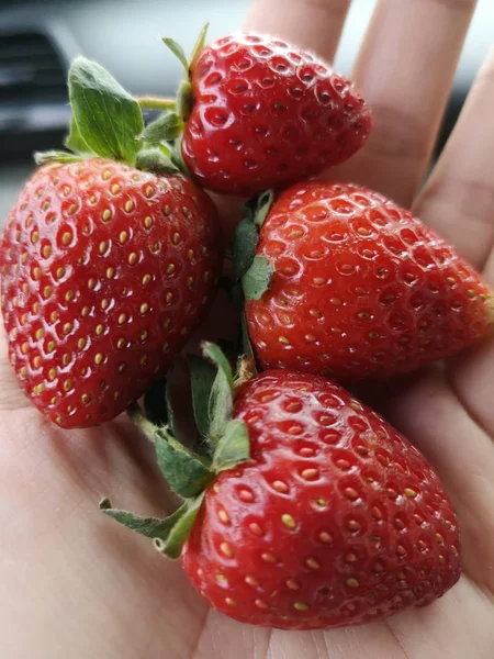 Strawberry Left Hand — 图库照片