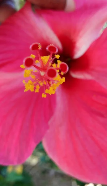 Close Red Chaba Flower — Stock fotografie