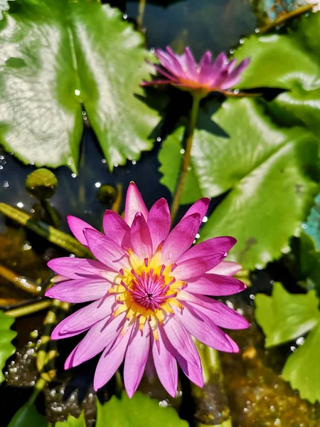 Rosa Lotus Topf Mit Gelben Pollen Und Einem Grünen Blatt — Stockfoto