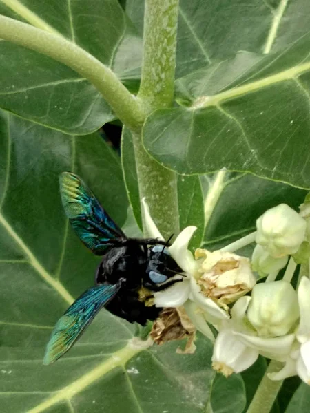 Käfer Fliegen Der Nähe Der Weißen Blume — Stockfoto