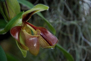 Tayland 'ın kuzeyine çiğ damlalı paphiopedilum orkidesi..
