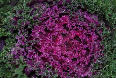 Süslü Kale lahanasının ortasında koyu pembe vardır. Sırada kış mevsiminde yeşil var..