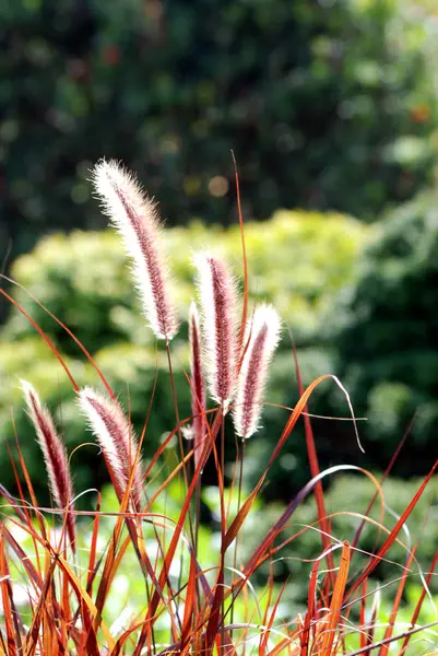 Flor Grama Estava Brilhando Com Fundo Borrado Bokeh — Fotografia de Stock