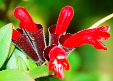 Yeşil yapraklı kırmızı çiçek