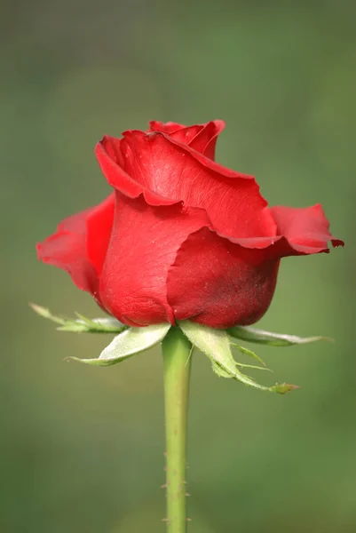 Den Röda Rosen Blommar Med Grön Bakgrund — Stockfoto