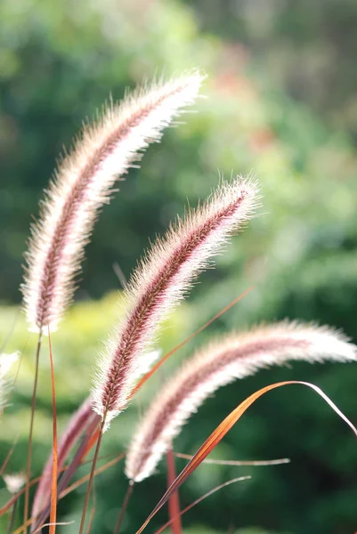 草本植物 背景模糊 — 图库照片