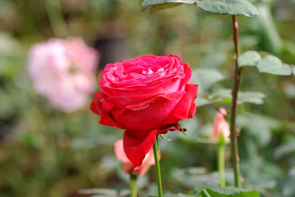 Die Rote Rose Blüht Mit Verschwommenem Grünen Blätterhintergrund — Stockfoto