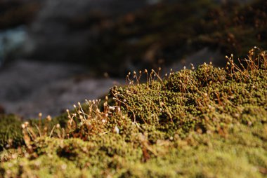 Spor kapsülleri yosun seçici odak noktası