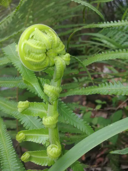 Спираль Зеленых Листьев Папоротника — стоковое фото