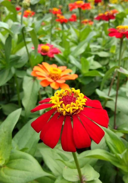 背景がぼやけている花の庭の赤いZinnia神社 — ストック写真