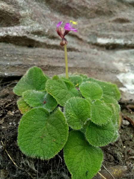 Small flower growth up on the rock.