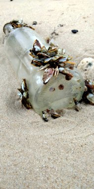 Sahilde cam bir şişe üzerinde midye, seçici odak.