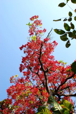 Ağacın mavi arka planda kırmızı yaprakları var..