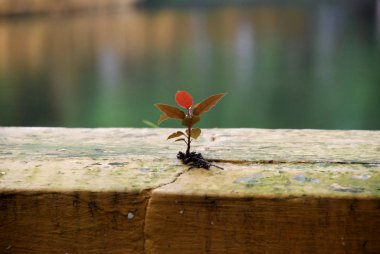 Kırık beton açıklıklarda yeni doğan ağaçlar