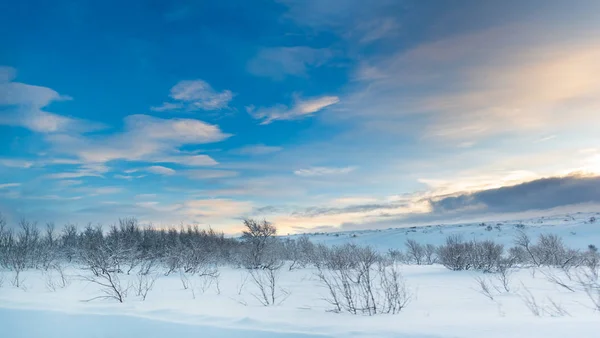 Snow Covered Arctic Landscape Last Trees Bushes Tundra Begins — 스톡 사진