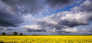Sararmış kolza tohumu tarlası Görkemli bulutlu gökyüzünün altında
