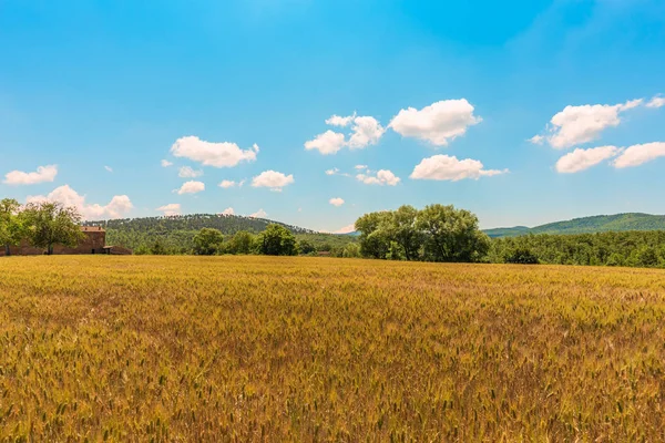 Пшеничное Поле Голубым Небом Летом Сельской Фермой Слева — стоковое фото