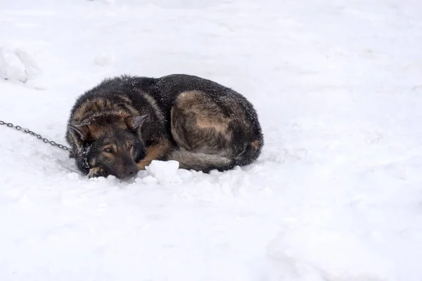 Sad dog curled up on snow and tied to a metal chain