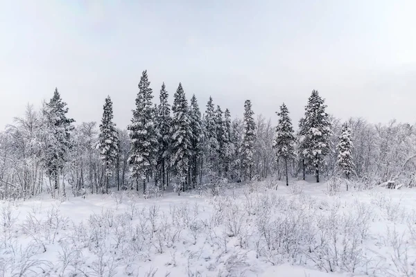 Снег Покрыл Сосны Краю Леса Почти Черно Белой Среде — стоковое фото