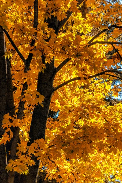 Золотисто Жёлтые Осенние Листья Листва Тёмным Стволом Дерева Ветвями — стоковое фото