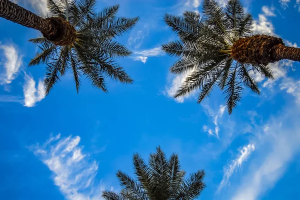 Palmeiras Contra Céu Azul Com Nuvens Brancas Dispersas Tiro Baixo — Fotografia de Stock