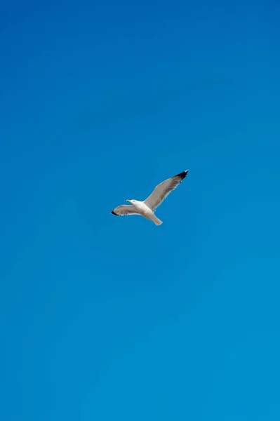 Gaviota Volando Cielo Azul Cristalino Con Alas Desplegadas Centro Del — Foto de Stock