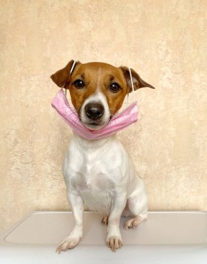 Pembe maskeli küçük bir köpek ya da cerrahi maske. Evcil hayvanlar koronavirüse karşı bağışıklıdır bu yüzden bu ironik bir imajdır çünkü köpekler sahiplerini taklit edip yürüyüşe çıkmaya hazırlanırlar.
