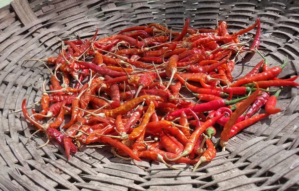 Photo of spicy red chillies kept for sun drying in a bamboo container. The photo is taken in a rural village in Himachal Pradesh, India and shows traditional technique of curing or drying chillies.